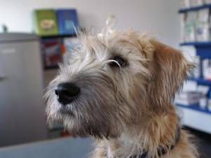 Kleintierpraxis Lyssbach GmbH