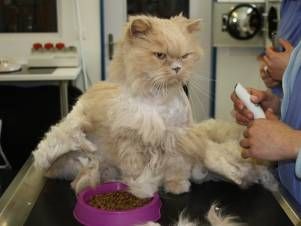 Kleintierpraxis Lyssbach GmbH