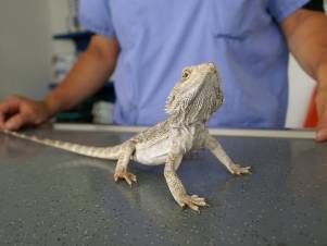 Kleintierpraxis Lyssbach GmbH