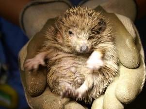 Kleintierpraxis Lyssbach GmbH