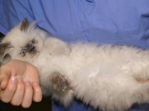 Kleintierpraxis Lyssbach GmbH