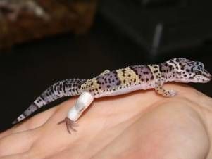 Kleintierpraxis Lyssbach GmbH