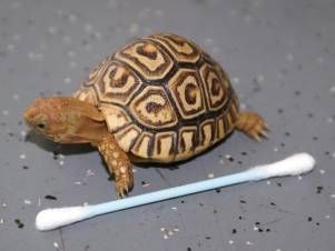 Kleintierpraxis Lyssbach GmbH