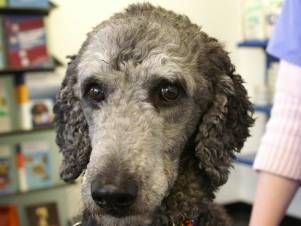 Kleintierpraxis Lyssbach GmbH