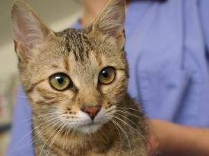 Kleintierpraxis Lyssbach GmbH