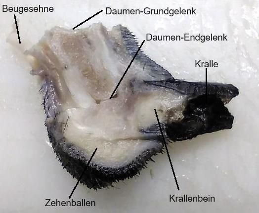 Plattenepithel-Karzinom beim Hund