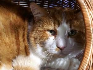 Kleintierpraxis Lyssbach GmbH