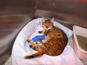 Kleintierpraxis Lyssbach GmbH