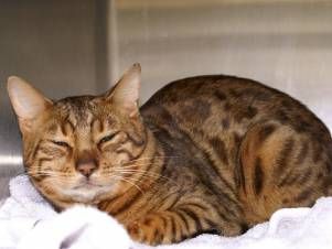 Kleintierpraxis Lyssbach GmbH