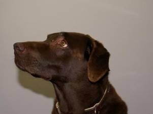 Kleintierpraxis Lyssbach GmbH