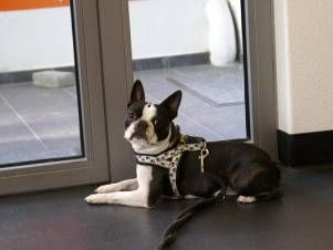 Kleintierpraxis Lyssbach GmbH