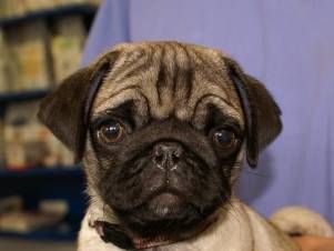 Kleintierpraxis Lyssbach GmbH