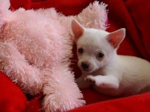 Kleintierpraxis Lyssbach GmbH