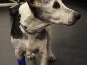 Kleintierpraxis Lyssbach GmbH