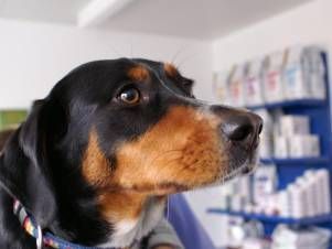 Kleintierpraxis Lyssbach GmbH