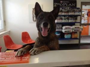 Kleintierpraxis Lyssbach GmbH