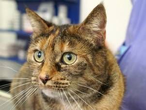 Kleintierpraxis Lyssbach GmbH