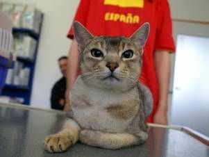 Kleintierpraxis Lyssbach GmbH