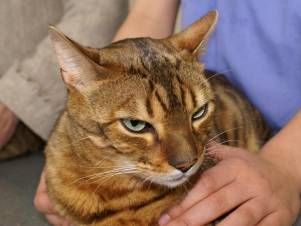 Kleintierpraxis Lyssbach GmbH