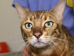 Kleintierpraxis Lyssbach GmbH