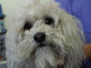 Kleintierpraxis Lyssbach GmbH