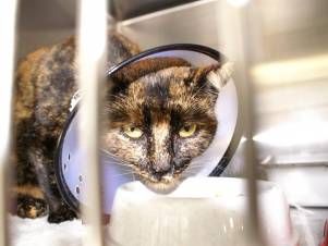 Kleintierpraxis Lyssbach GmbH