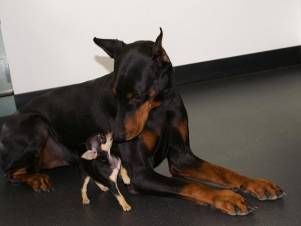 Kleintierpraxis Lyssbach GmbH