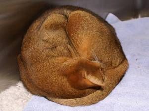 Kleintierpraxis Lyssbach GmbH