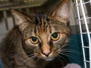 Kleintierpraxis Lyssbach GmbH