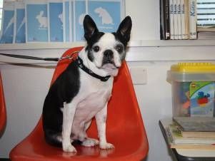 Kleintierpraxis Lyssbach GmbH