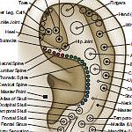 Auriculothérapie  entre  Sully sur loire et  Cosne-Cours-sur-Loire