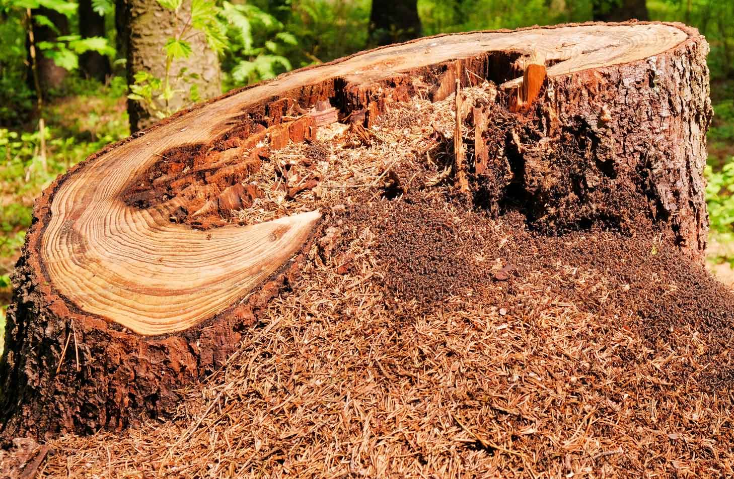 Une souche d'arbre remplie d'une colonie de fourmis charpentières