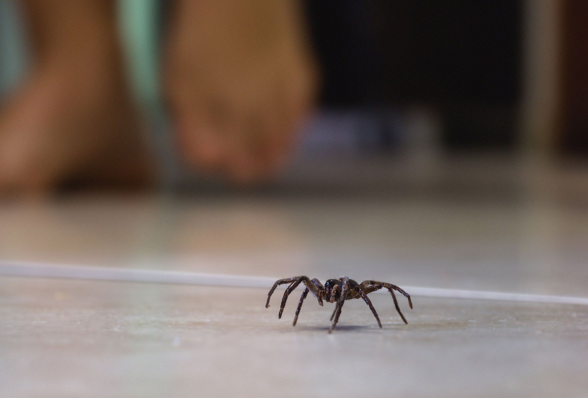 Une araignée sur le sol d'une maison, en arrière plan les pieds d'une personne