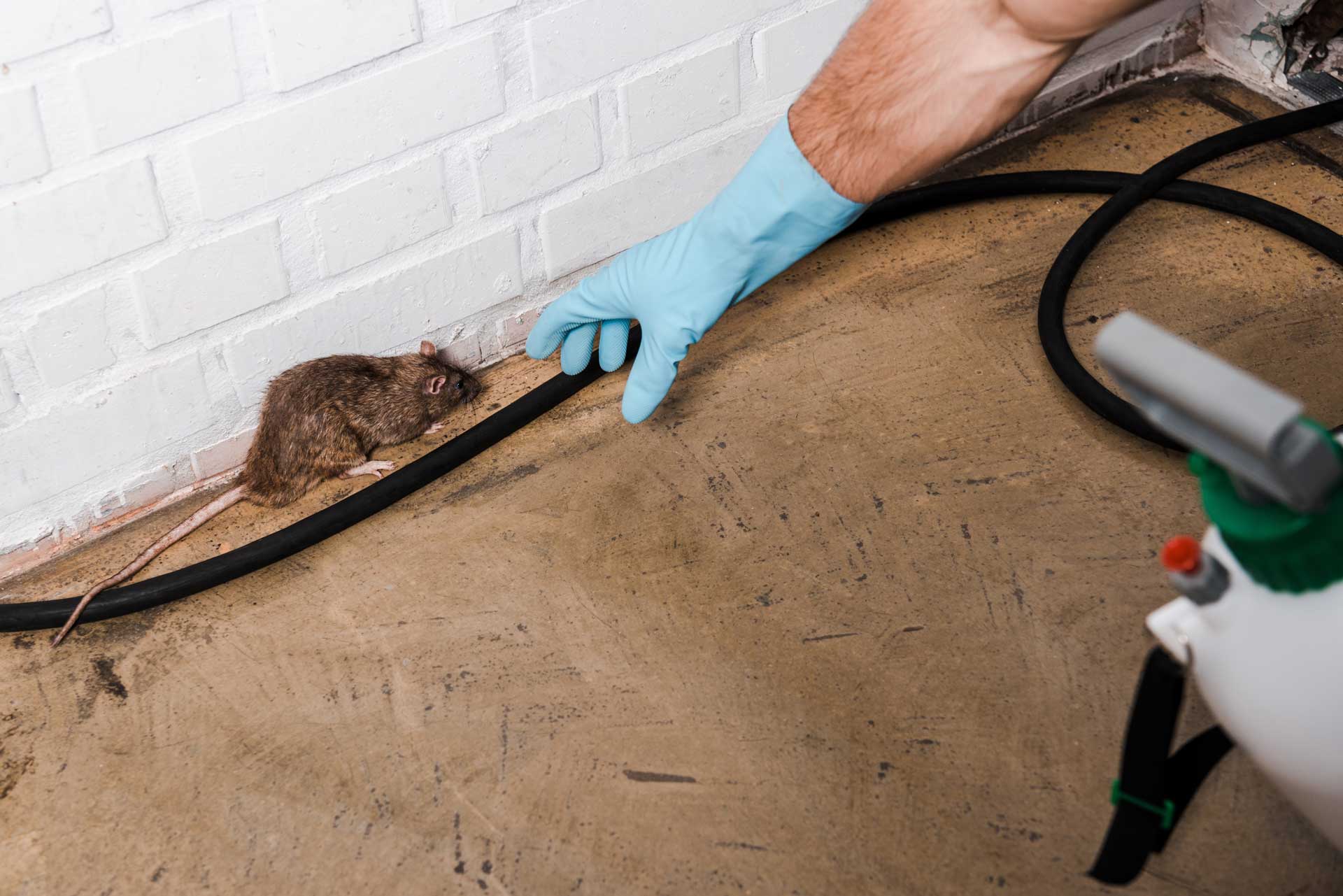 Rat dans un domicile prêt à être capturé par un professionnel