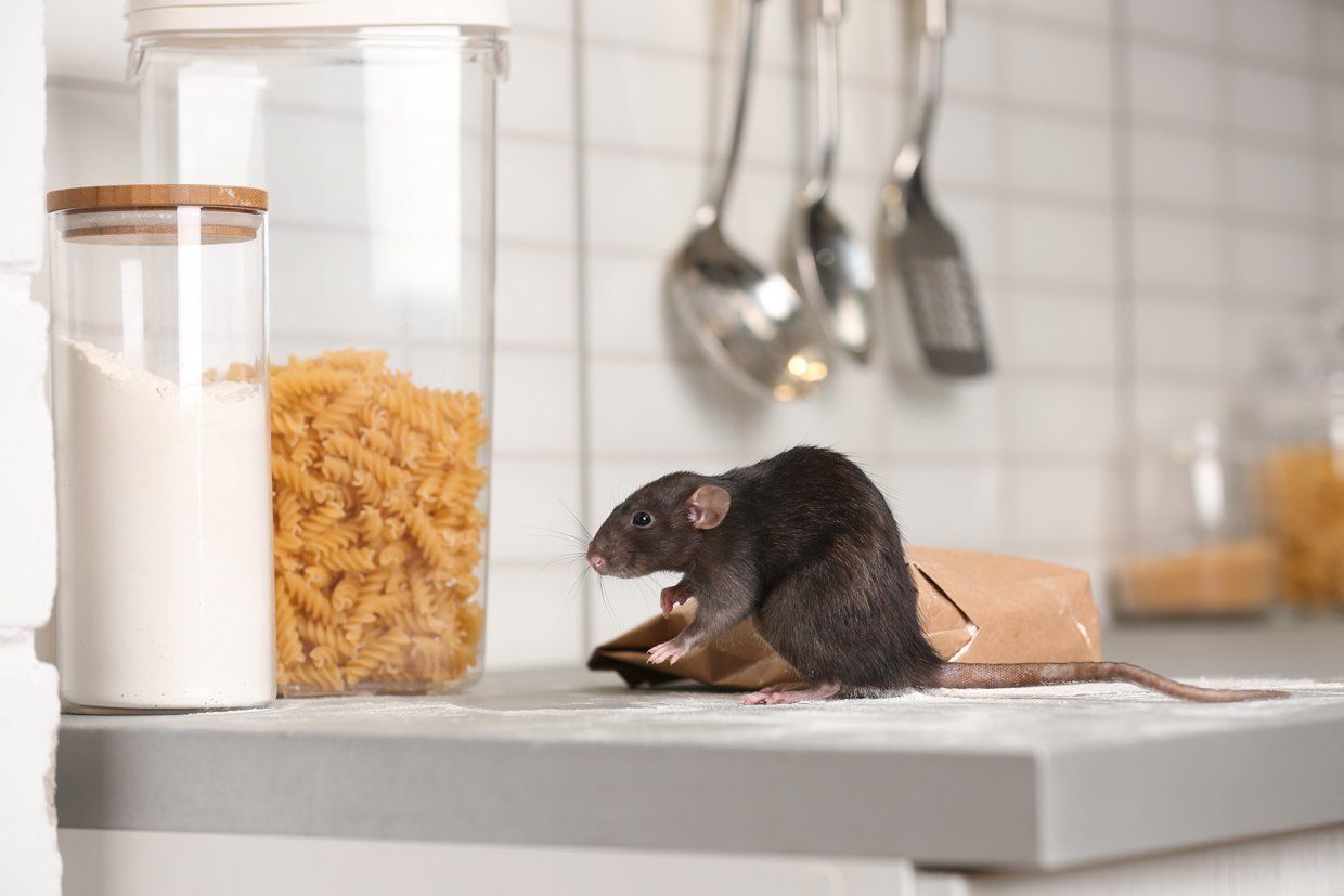 Rat sur le plan de travail d'une cuisine à côté des pâtes et du sel en bocal