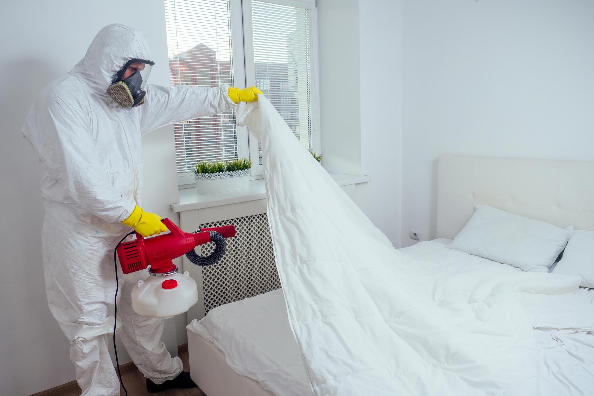 Une extermination de punaises de lit par fumigation dans une chambre