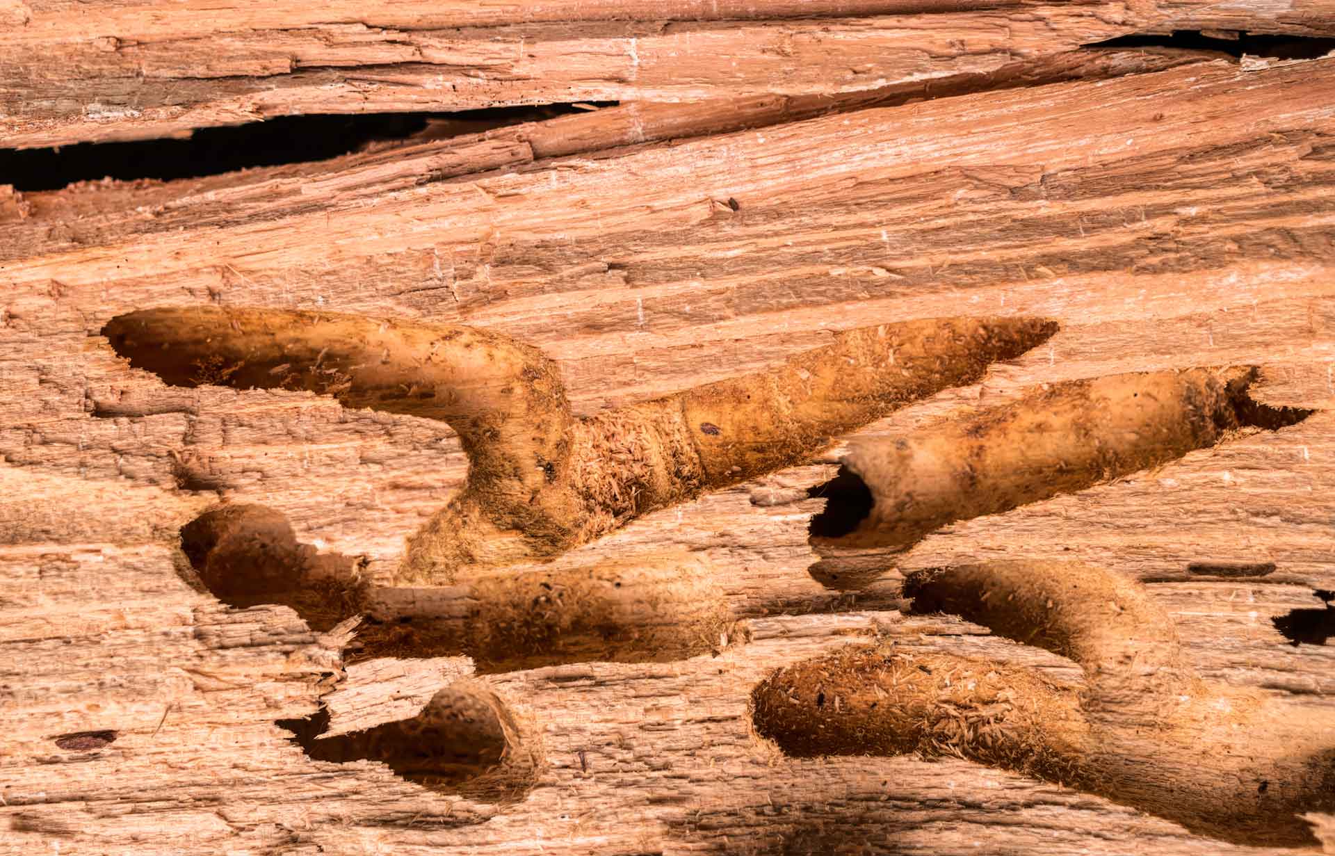 Galeries creusées dans le bois par des fourmis charpentières