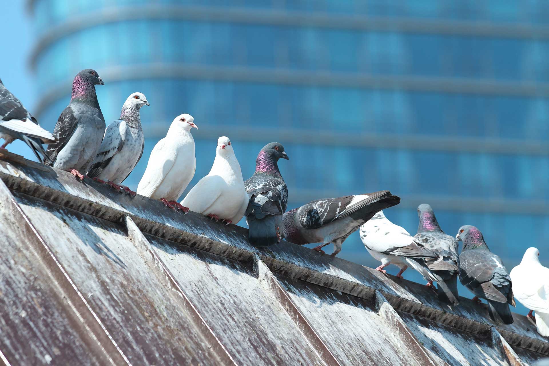 Des pigeons sur un toit de maison sali par leurs excréments