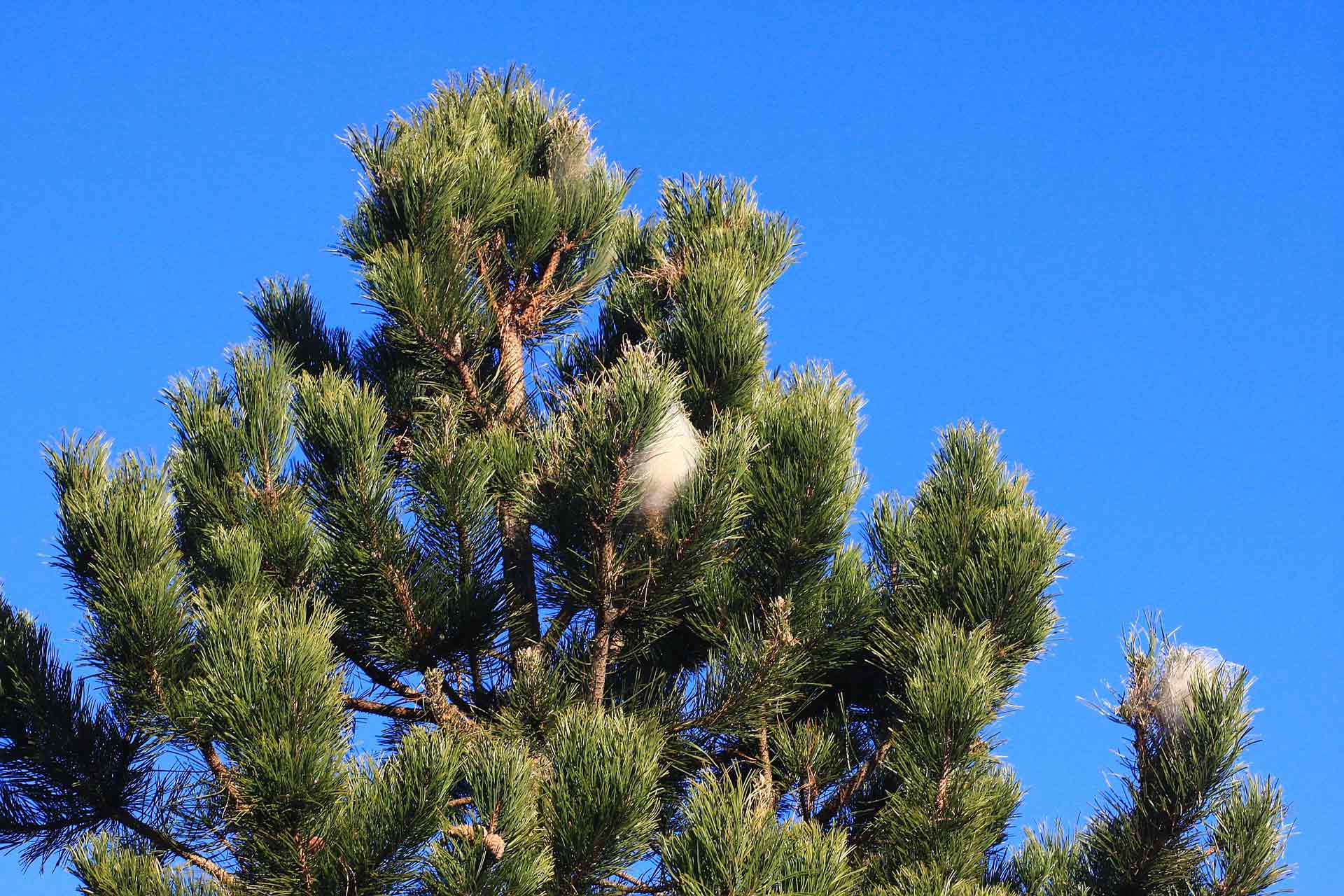 Un nid de chenilles processionnaire en haut d'un pin