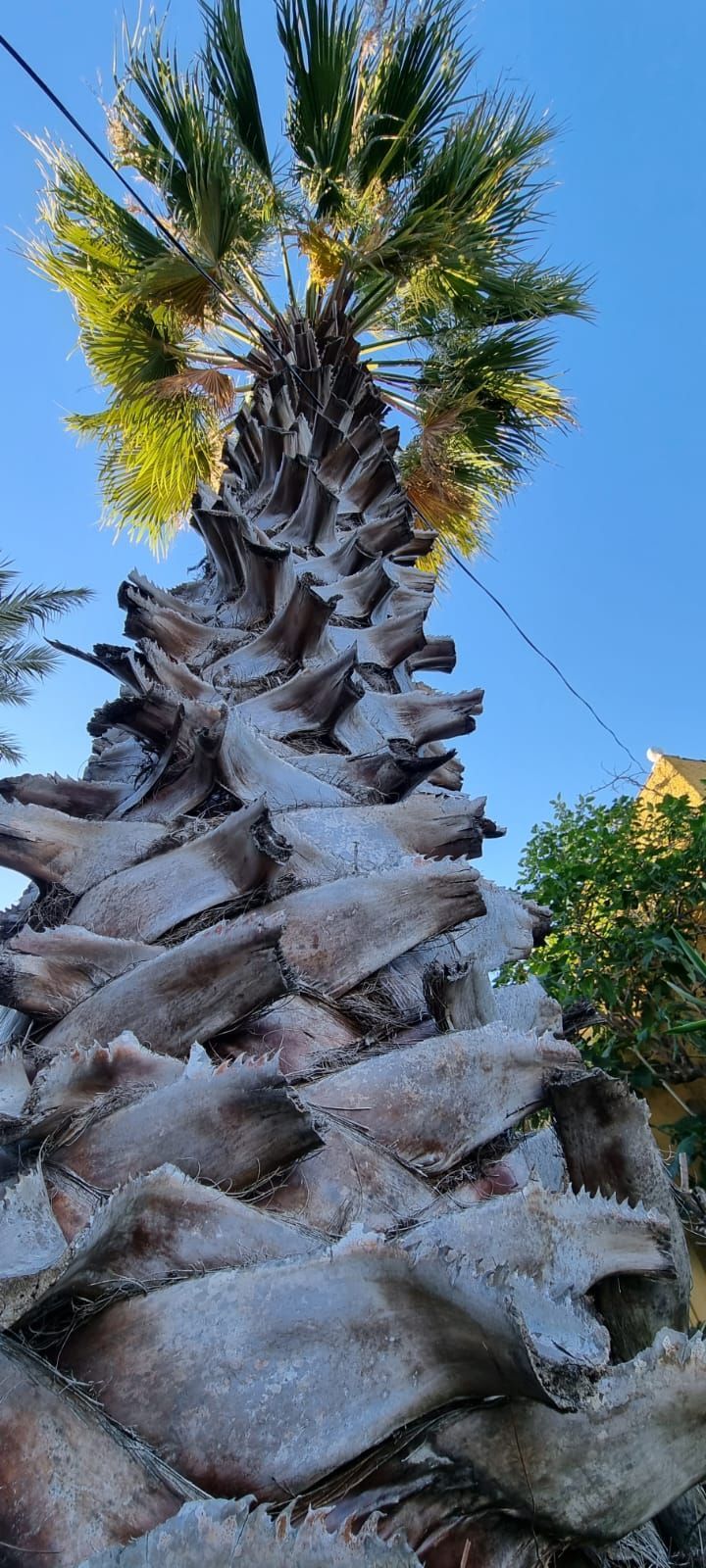 Una palmera cubierta de nieve y hielo contra un cielo azul.