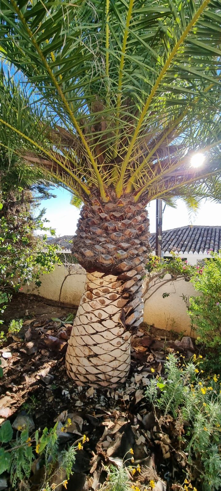 Un primer plano de una palmera en un jardín.