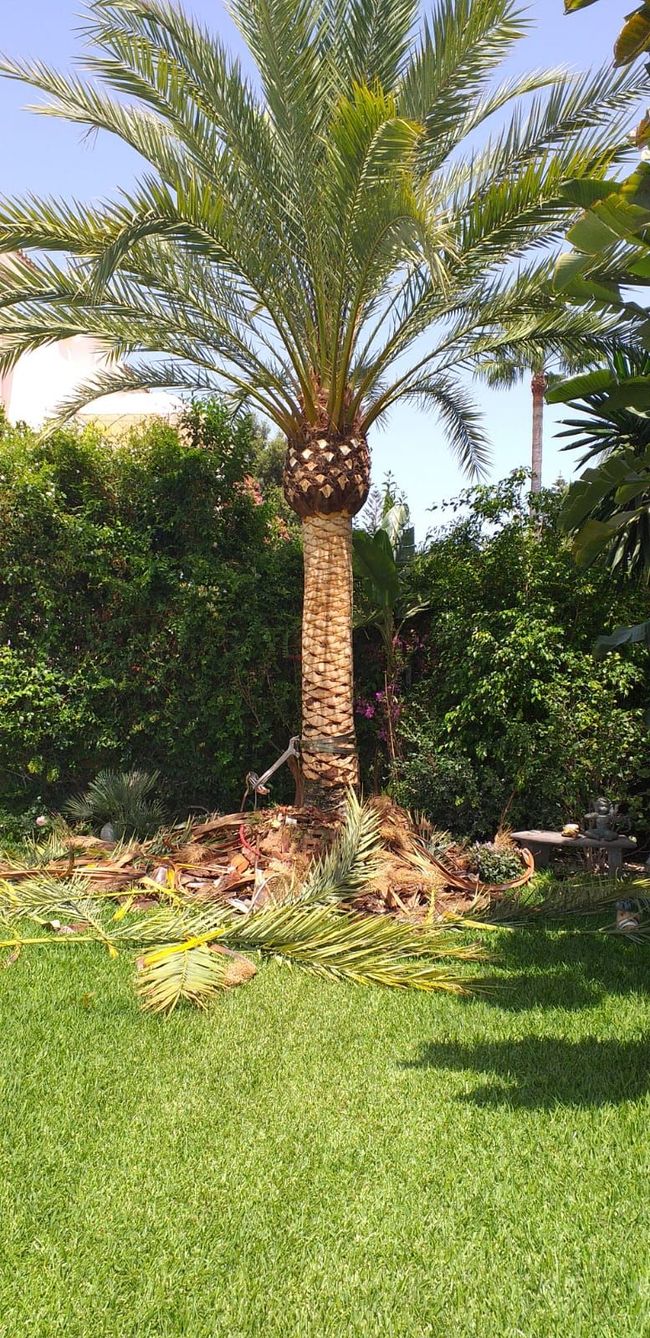 Una palmera se encuentra en medio de un exuberante césped verde.