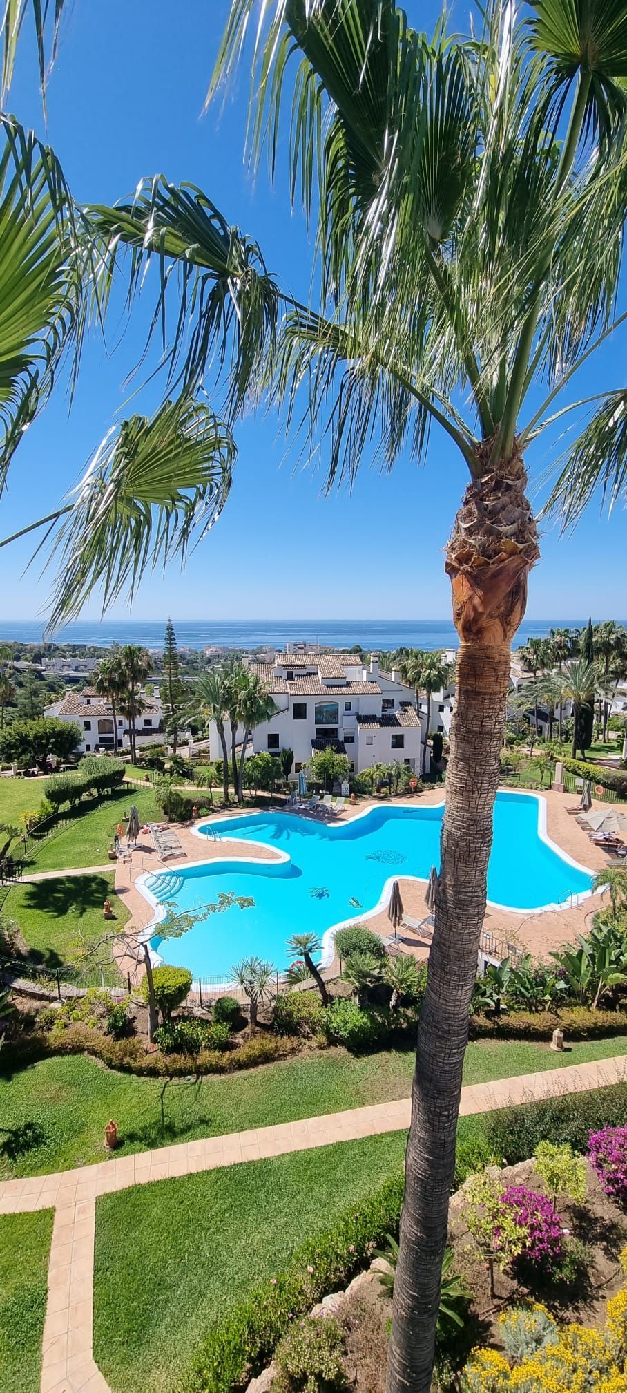 Una vista de una gran piscina rodeada de palmeras.