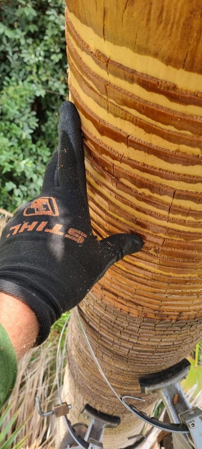 Una persona con guantes está tocando la corteza de una palmera.