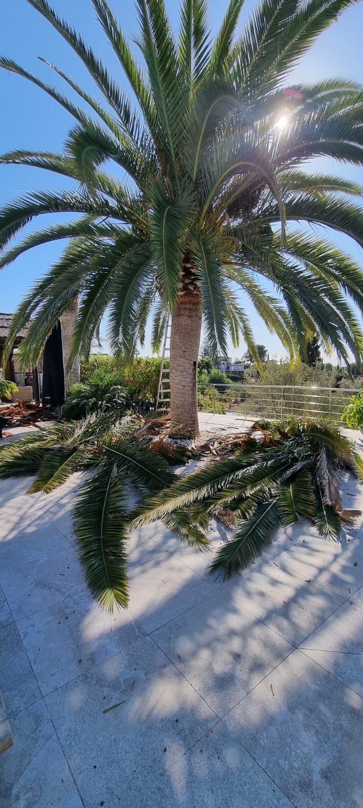 Una palmera con muchas hojas está parada en la arena.