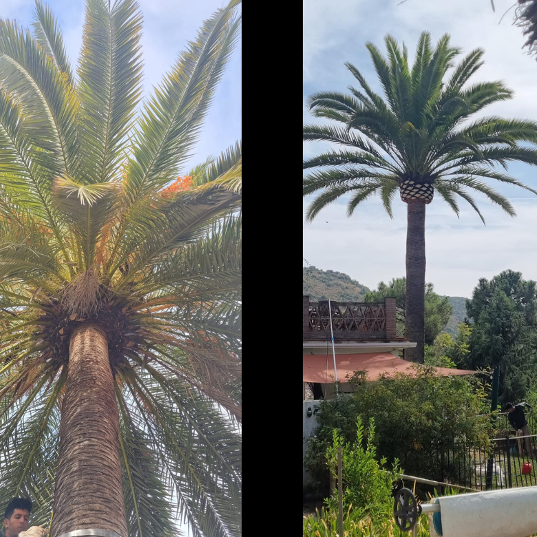 Una imagen de una palmera al lado de otra imagen de una palmera.