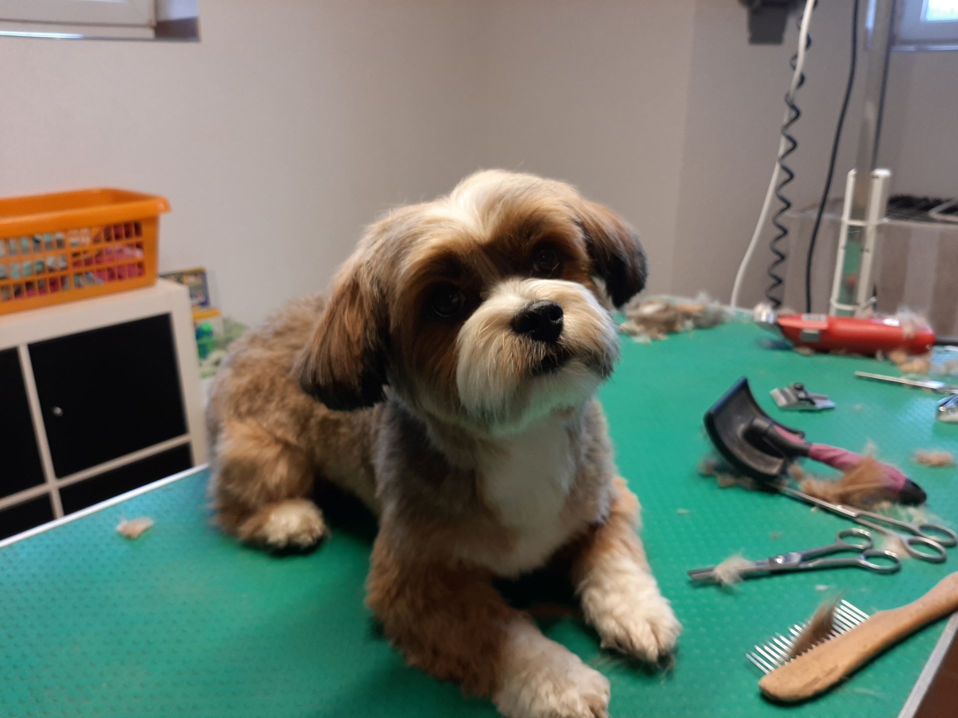 Ein kleiner braun-weisser Hund sitzt auf einer Werkbank, daneben liegen Pflegeutensilien und ein Kamm.
