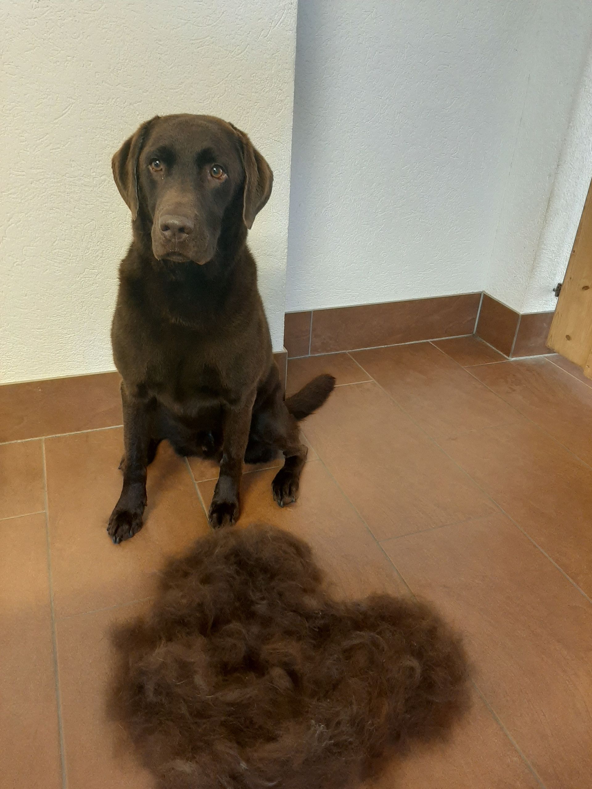 Ein brauner Hund sitzt auf einem Holzboden neben einem Haufen aus ausgefallenem Fell an einer Wand.