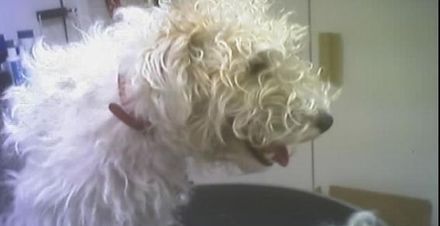 Toilettage chien frisé