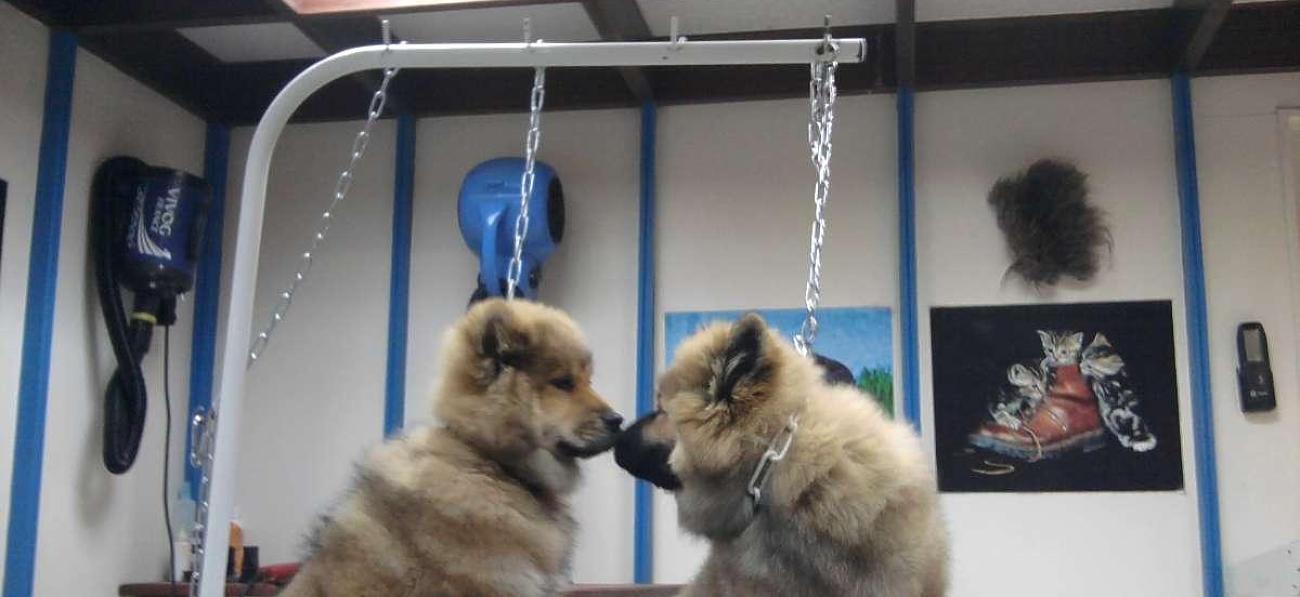 Toilettage de deux chiens